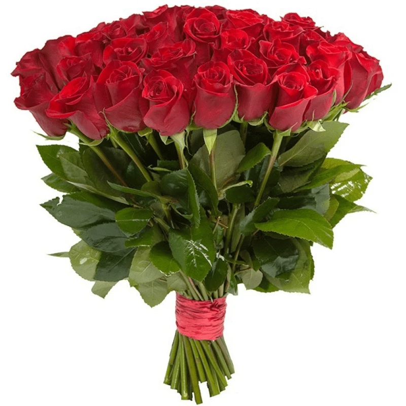 Розы Голландия